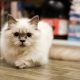 Persian Cat