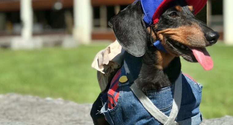 Softer and Sweeter: A Reactive Dog Grows Up