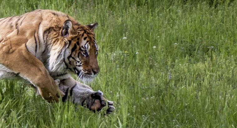 6 amazing big cats!