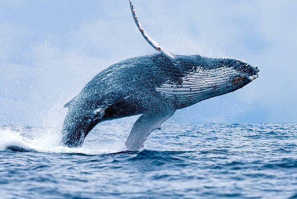 Risks to Whales Today